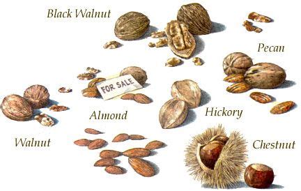 Growing Nuts for Food and Profit - Homesteading and Livestock - MOTHER EARTH NEWS | Growing ...