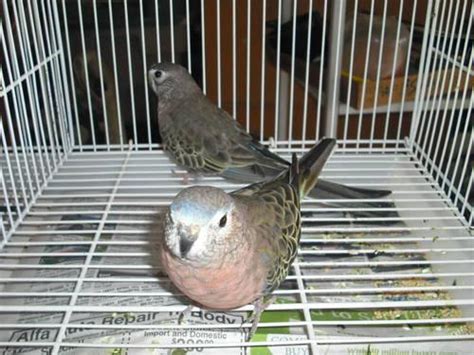 Bourke Parakeet Breeding Pair for Sale in Cotati, California Classified | AmericanListed.com