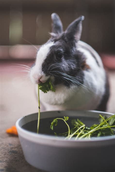 A complete rabbit diet guide: what you need to know