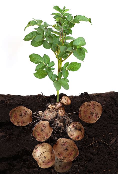 How to Plant Potatoes | Daltons