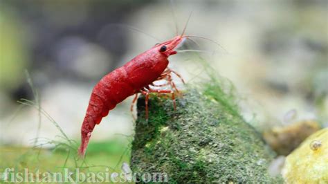 Best Red Cherry Shrimp Care: Size, Diet, Lifespan