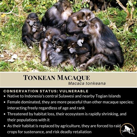 Tonkean Macaque, Macaca tonkeana | New England Primate Conservancy