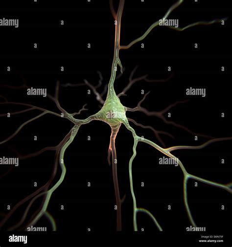 Pyramidal neurons or pyramidal cells are type neuron found in brain ...