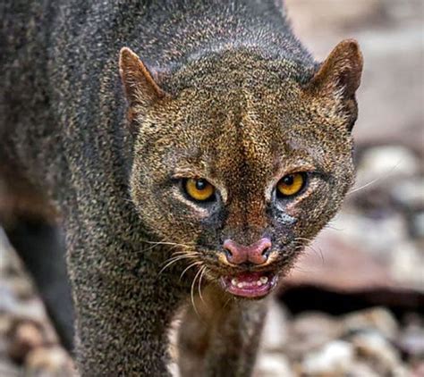 Are there jaguarundi in Florida? – Michael Broad