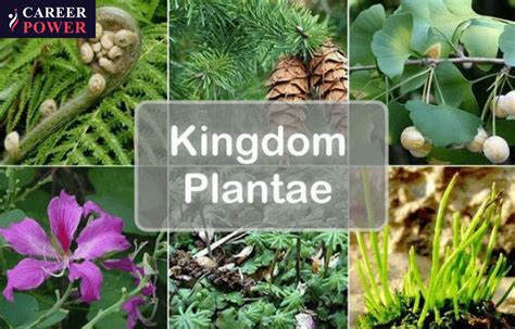 Plant Kingdom: Classification, Examples, and Characteristics