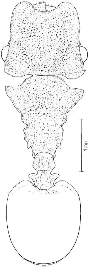 Cephalotes brevispineus - AntWiki