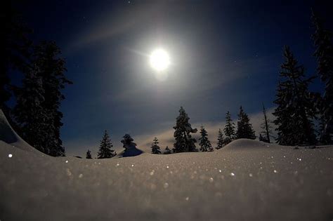 Moonlit Snow | Moonlight, Dark tree, Cold moon