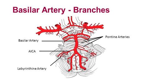 Neurovascular Medicine