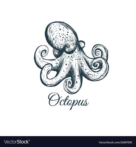 Octopus sketch hand drawing Royalty Free Vector Image