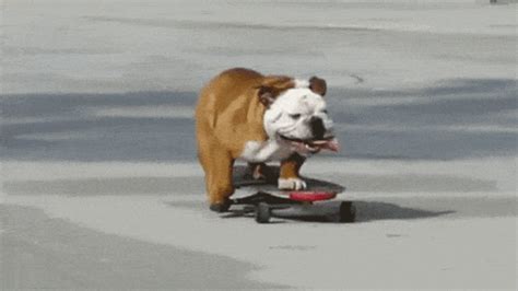 Bulldog GIFs - Find & Share on GIPHY