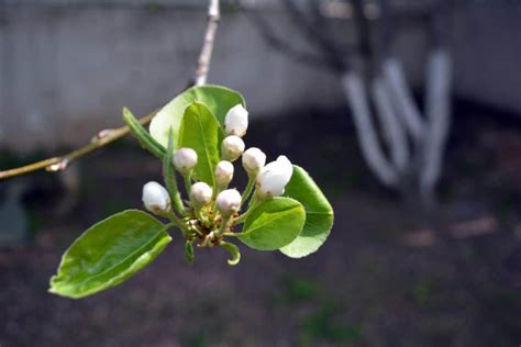 Chameleon Plant? Meet Boquila Trifoliolata, The Master of Plant Mimicry