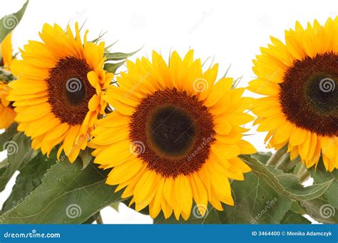 Bunch of sunflowers stock photo. Image of botany, blossom - 3464400