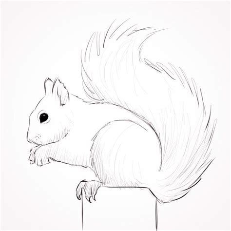 Resultado de imagem para illustration | Squirrel art, Animal drawings, Squirrel painting