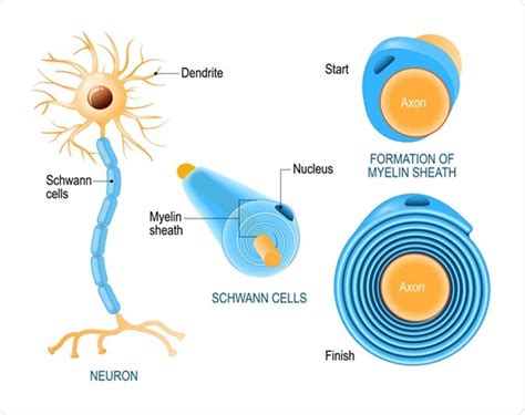 What are Schwann Cells?