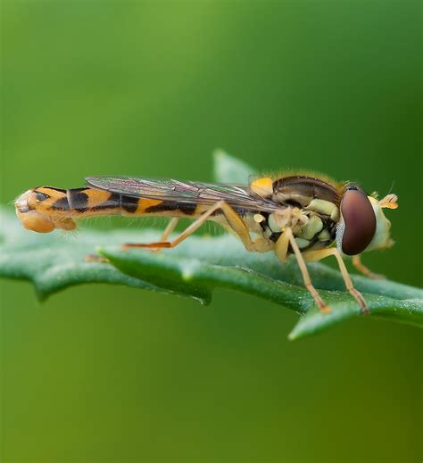 Macro picture of a hoverfly - About Wild Animals