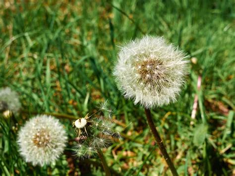 Dandelion seeds in a green field symbol of freedom to wish - Stock Image - Everypixel