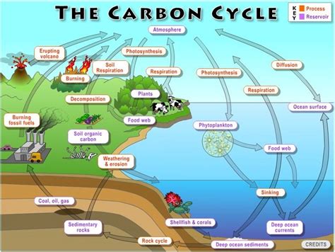 😊 The carbon cycle in steps. Explain The Carbon Cycle. 2019-02-11