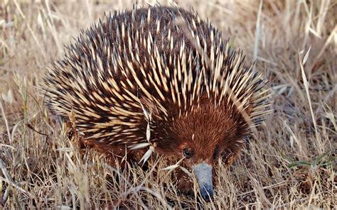 Download Animal Echidna Wallpaper