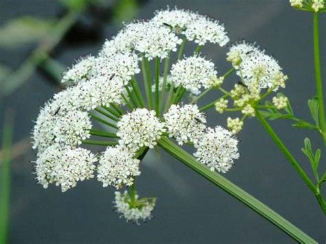 Oenanthe crocata - Hemlock Water-dropwort