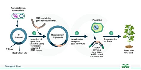 Transgenic Plants: Definition, Methods, & its Examples - GeeksforGeeks