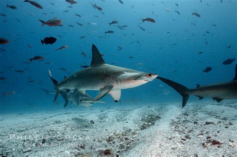 Scalloped hammerhead shark, Sphyrna lewini photo, Darwin Island, Galapagos Islands, Ecuador