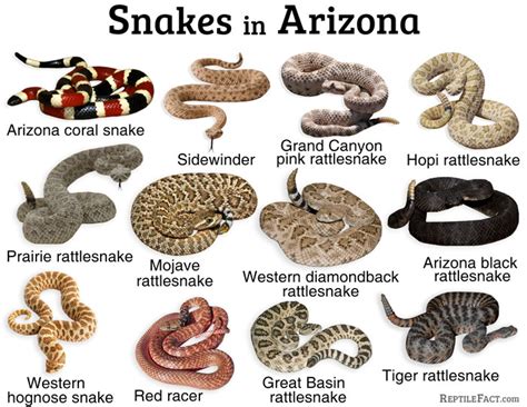 List of the Common Types of Snakes in Arizona in 2023 | Snake, Types of ...