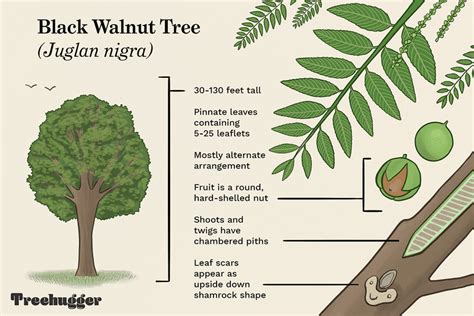 How to Identify the Common Black Walnut Tree