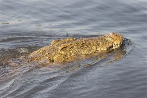 Hippo vs Crocodile: Similarities And Differences - Leo Zoo