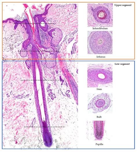 Histology of the hair follicle: vertical (left) and horizontal (right)... | Download Scientific ...