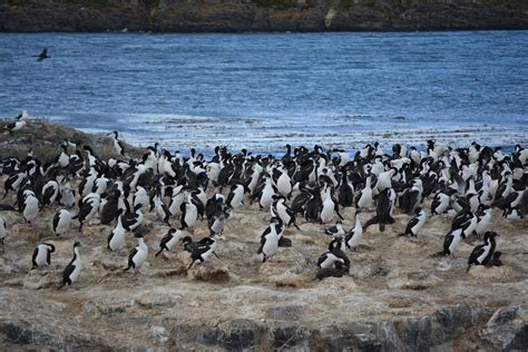 Penguins Argentina Beach - Free photo on Pixabay - Pixabay