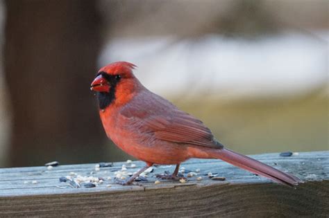 Wild Side: To feed or not to feed - The Martha's Vineyard Times