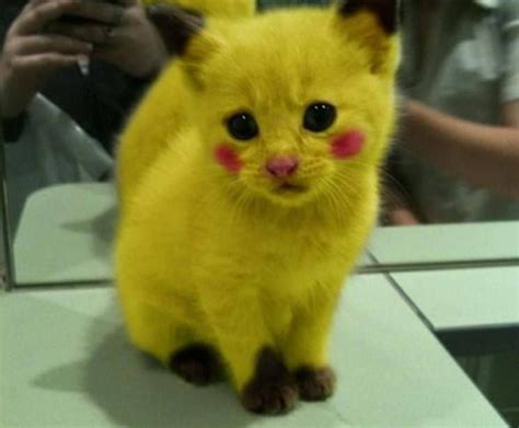 Pokemon meow - Chess.com