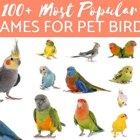 Top 112 + Animals and birds names in telugu - Inoticia.net