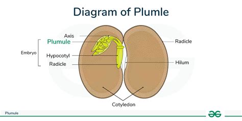 Plumule of Seed - Structure, Feature, and Diagram - GeeksforGeeks