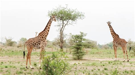 A Guide to Safari in Selous Game Reserve, Tanzania - The Little Backpacker