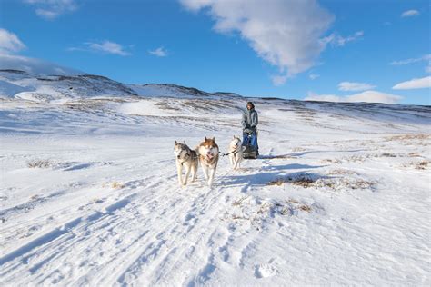 Dog Sledding in Northern Iceland 🇮🇸 | Dog sledding, Adventure tours, Iceland