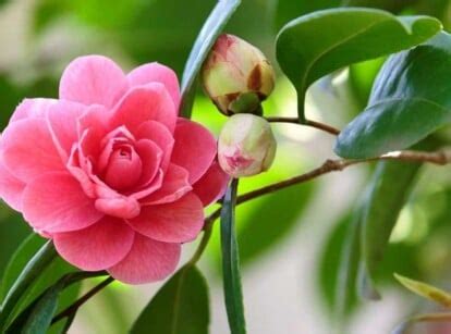 Camellia Varieties: 23 Different Types of Camellia You'll Love