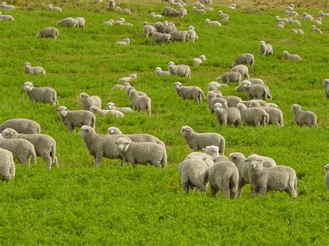 Free photo: Herd of Sheep - Animal, Farm, Group - Free Download - Jooinn