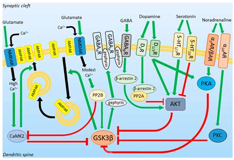 Cells | Free Full-Text | GSK3β: A Master Player in Depressive Disorder Pathogenesis and ...