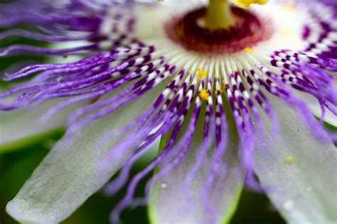 Passionflower – Ecology, Cultivation, Botany, and Medicinal and Edible ...