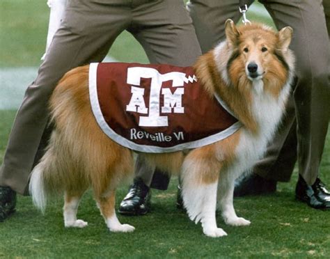 Texas Aggie Football: Reveille VI