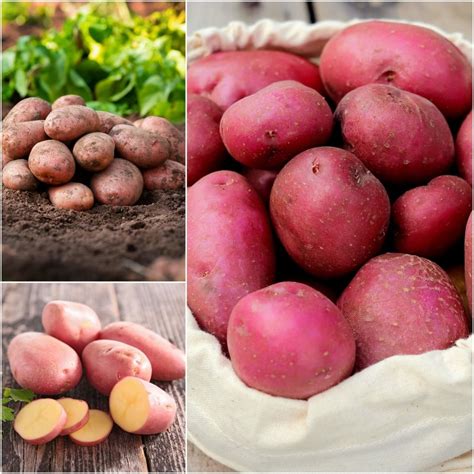 Buy Seed Potato - Red Lady Online | Happy Valley Seeds