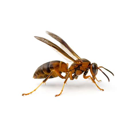 Paper Wasp Identification & Behavior - Paper Wasp Control