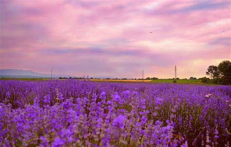 Lavender Field Sunset Wallpapers - Top Free Lavender Field Sunset ...