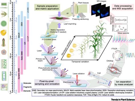 Mass spectrometry imaging techniques: a versatile toolbox for plant ...