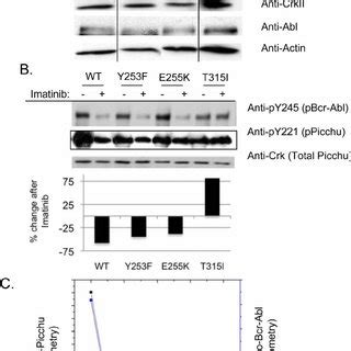 (A) Effect of Bcr-Abl tyrosine kinase mutations on Picchu FRET ...