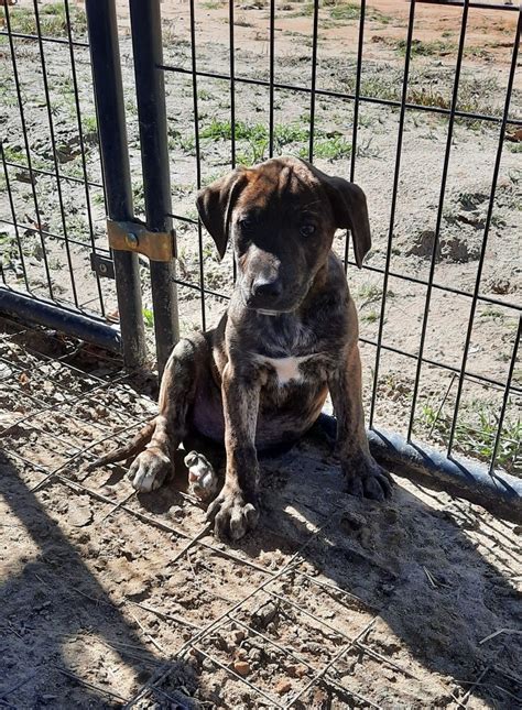 Mountain Cur Puppies