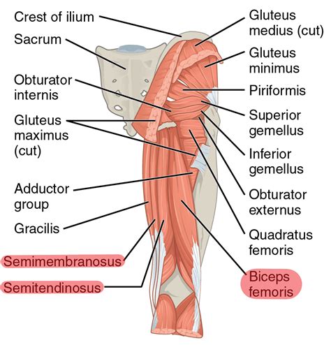 Leg Muscle Diagram Posterior - Muscles Advanced Anatomy 2nd Ed : A ...