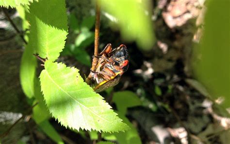 Audio: Cicada sounds in Fort Lee - nj.com