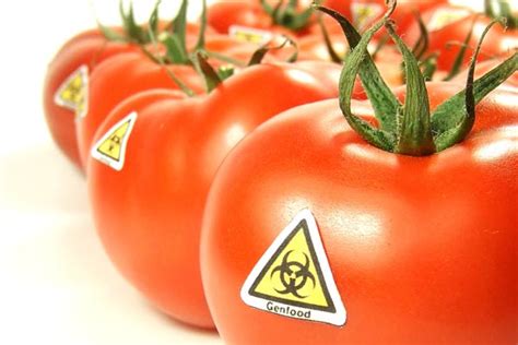 20 years ago today… What have we learned since the GMO Flavr Savr tomato?